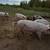 Yorkshire Piglets 2 thumbnail