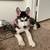 4 month old female husky:) 6 thumbnail