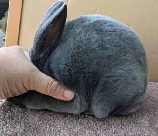 Mini Rex Blue Jr Buck (Walkerton)64035003712514120