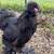 Black silkies 6 months 1 thumbnail