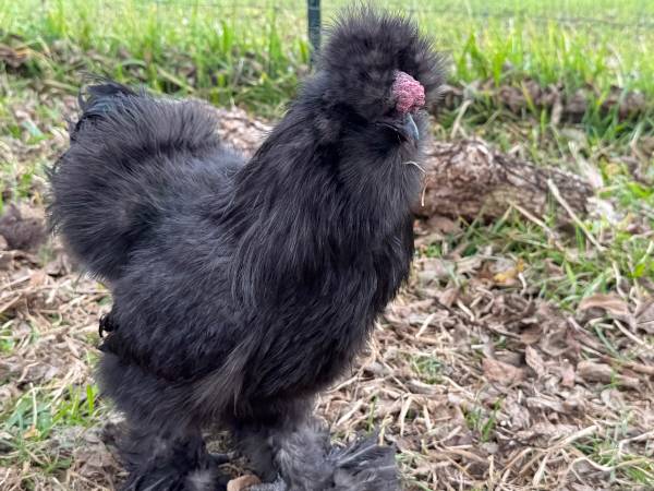 Black silkies 6 months 1