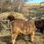 Polled Highlander/dexter bull calf 11 thumbnail