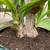 6 1/2 ft. tall Spineless Yucca 5 thumbnail