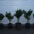 Chamaedorea and Dypsis Bamboo Palms 12 thumbnail