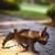 Blue French Bulldog Puppy 23 thumbnail