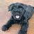 Miniature Schnauzer - Rehoming 3 thumbnail