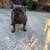 Female Frenchie 2 thumbnail