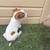 Jack Russell 6 thumbnail