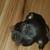 Chiweenies 1 thumbnail