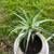 Jade plant ,  aloe Vera and agave 1 thumbnail
