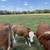 Beefmaster steer 1 thumbnail