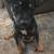 Sweet dog 2 thumbnail