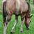 Soloanos Blakburn Black Point Dun filly. Pymts OK! 8 thumbnail