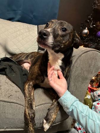 Mini Aussie pitbull mix64692995075842121