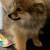 Rehoming two pomeranians puppies 5 thumbnail