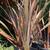 New Zealand Flax 2 thumbnail