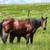 2 yo blue roan filly / Horse 10 thumbnail
