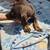 Doberman 4 thumbnail
