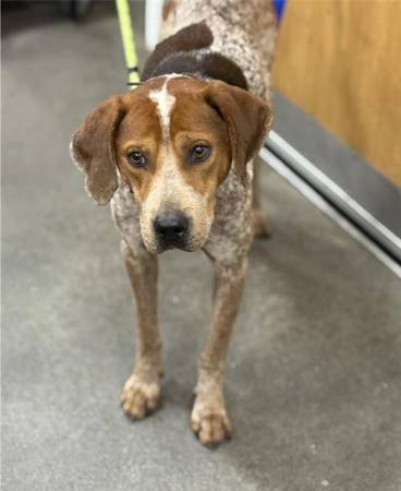 Redtick Coonhound - 2 yo male 1
