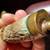 Queen Elizabeth I Era Hunting Sword. Estimate circa 1580-1603 11 thumbnail