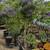 Solanum Patio Tree 2 thumbnail