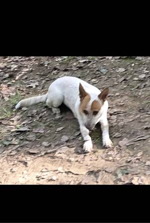 Australian Cattledog Free to good home 1
