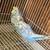 Pair of parakeets cage included $50 and $70 1 thumbnail