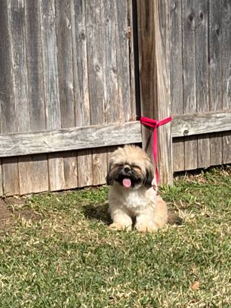shih tzu 1