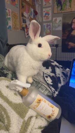 Rabbit 1