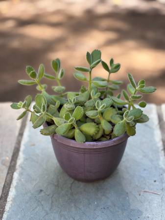 Bear Paw Succulent 1