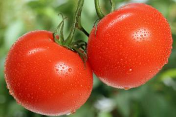 Tomatoes wanted 1