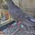 Roller pigeons 6 thumbnail