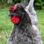 Americana and Olive Egger ROOSTERS Chickens 3 thumbnail