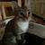 Loving 3-year-old female cat — indoor, litter trained 1 thumbnail