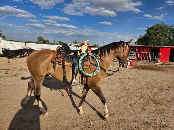 Mare she is about 6 or 7 years old 1