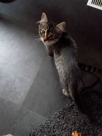 Kittens (Arlington)