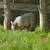 Baby Pigs Short breed 21 thumbnail