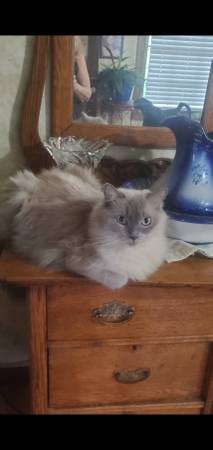 5 year old fixed Ragdoll  Cat (Dudley)63897334280322121