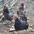 Blue Laced Wyandotte Chicks 1 thumbnail