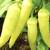 Hungarian Sweet Banana Pepper Seeds 2 thumbnail