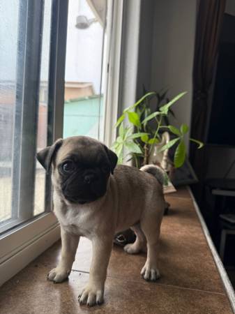 Cachorros de raza Pug originales (Chula Vista)63841745255809121