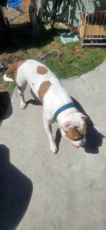 Encontraron un pit bull blanco (La mesa)63870037523073121