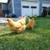 Laying hens chickens eggs purebred Chantecler 7 thumbnail