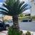2 Free sago palms 1 thumbnail