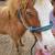 Beautiful pony Gelding🐴 9 thumbnail