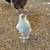 CHICKENS/LAYING NOW! 8 thumbnail