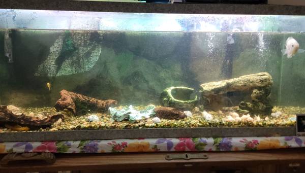 Free fish - albino corydoras bristlenose plecos and gourami (Everett)