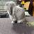 Holland lop 1 thumbnail