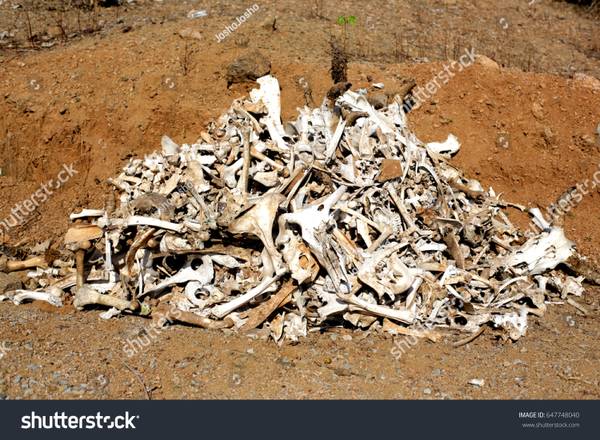 Looking for hunter / butcher leftovers, bones, skulls, taxidermy, etc 1