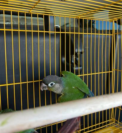 Green cheek conure (San Jose)63935759612290120